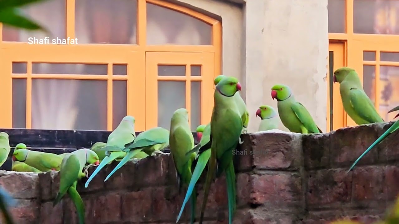 These number of parrots are coming in winter for feeding 18/10/2025