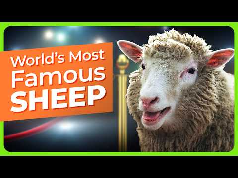 30 Years Since the Cloning of Dolly the Sheep