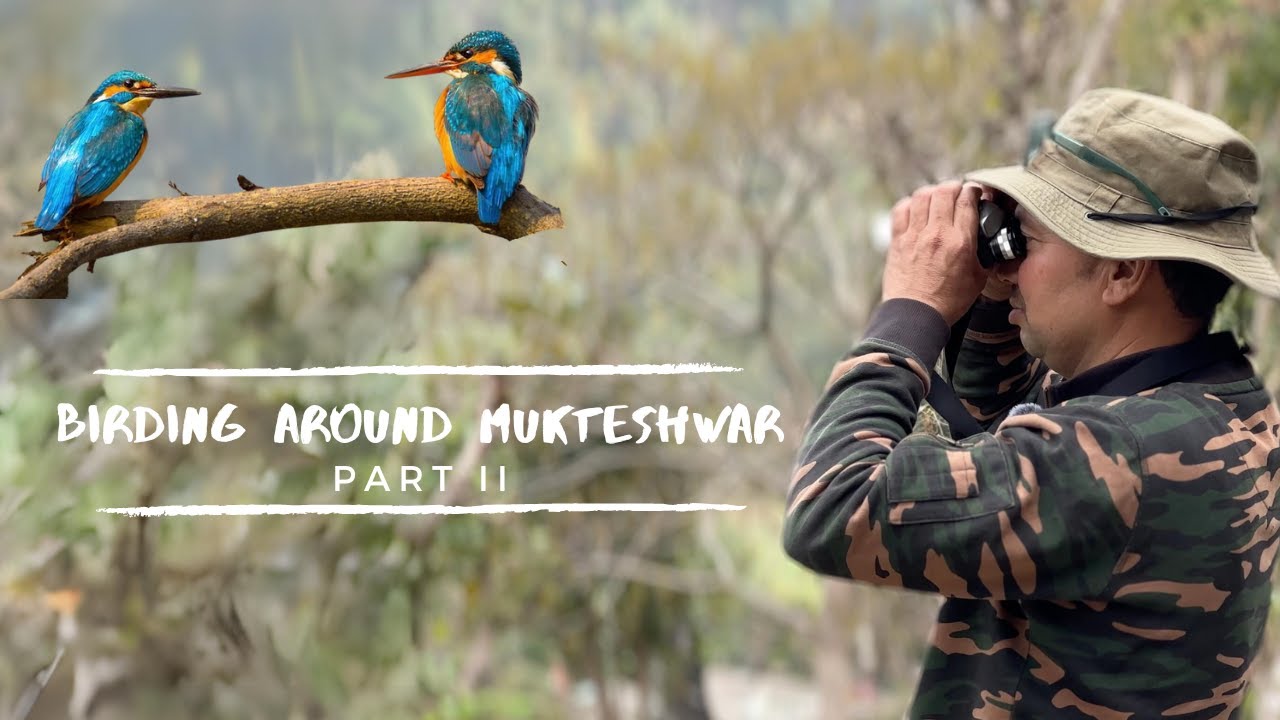 birding-around-mukteshwar-part-2-bird-watching-near-a-stream-nature