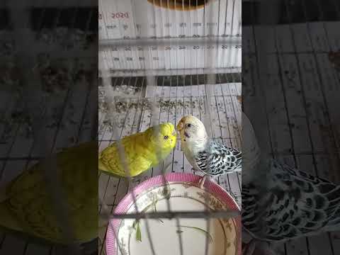 Budgerigar Birds for Sale