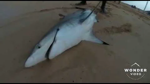 PESCA DE TIBURN A SURFCASTING!! SURFCASTING EXTREM...