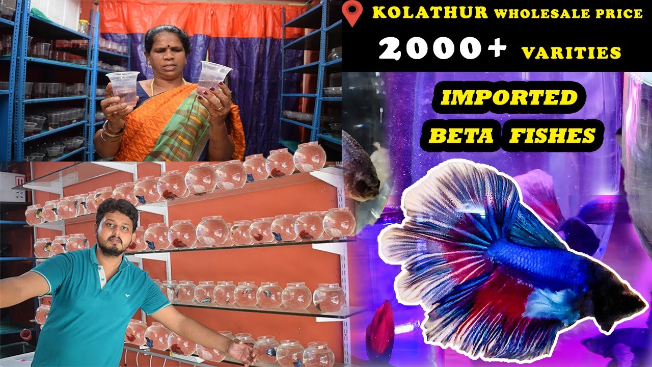 Pure Thailand Import Beta fishes at Wholesale Price SR Aquarium