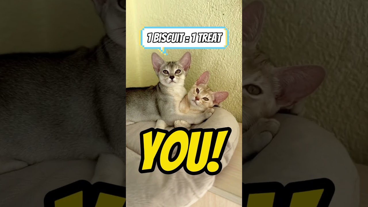 How smart are cats?🤔