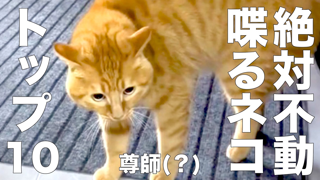 Dの絶対不動 喋るネコ トップ10