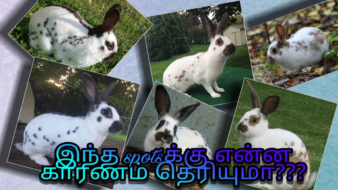 English spot rabbit - YouTube