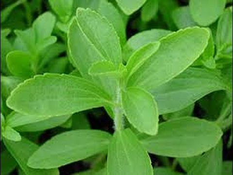 Truth About Truvia Artificial Sweetener| Are You Really Getting Natural Stevia Sweetener?
