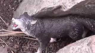 Revenge A Schleich Wolf Movie Ep. 1 - Framed