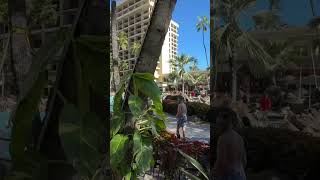 Places to Eat in Waikiki | Bali Oceanfront at Hilton | ↑ Click for FULL video