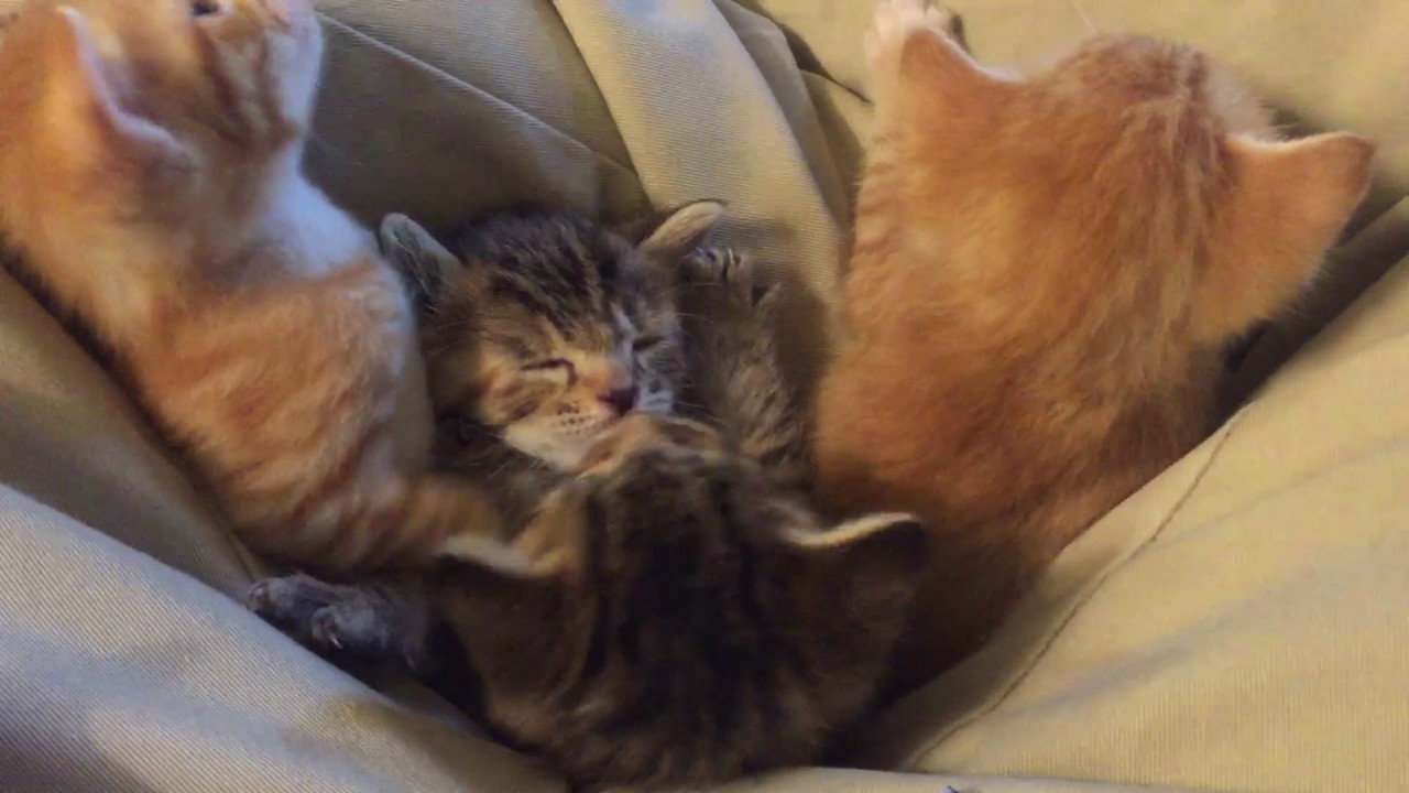 Back to the Future kittens close up and a new toy (5/22/17)
