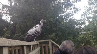 Majestic Vulture Prefers To Walk