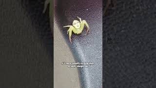 Is this spider poisonous?#SpiderFacts#OrbWeaver#WildlifeFacts#NatureScience Is this spider poisonous?#SpiderFacts#OrbWeaver#WildlifeFacts#NatureScience