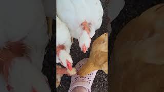 Chickens Choose My Shoes Over Broccoli 🥦 🐔 Day 40 #shorts #chickens #foodor