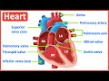 Heart anatomy in 3 minutes memorize parts of the heart