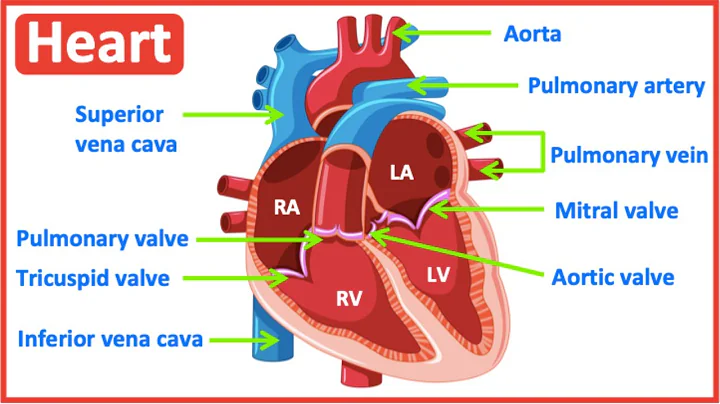 HEART ANATOMY in 3 MINUTES| Memorize parts of the heart - DayDayNews