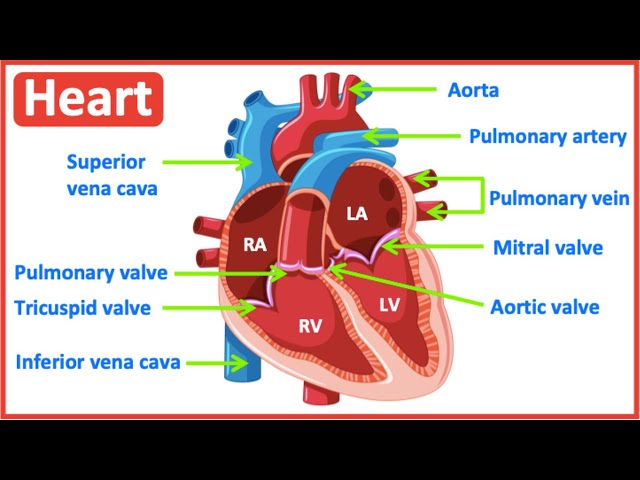 HEART ANATOMY in 3 MINUTES| Memorize parts of the heart class=