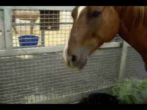 Video: Myggsesong Og West Nile Virus I Horses