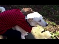 Boy and dog reunion surprise after a year apart.