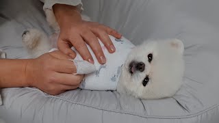 Brushing puppies' teeth, trimming their nails