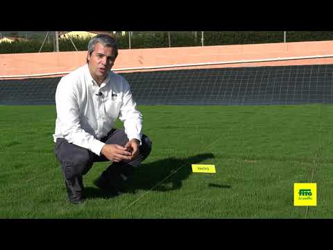 Video: Lawn Grass DLF: Semillas De Césped. ¿Qué Mezcla Es Mejor Para Ti? Reseñas