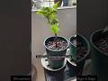 Flower gardening tips!The correct way to plant bougainvillea seedlings in bags. #bougainvillea