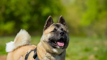 Harvey - Japanese Akita - 3 Week Residential Dog Training at Adolescent Dogs