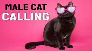 Male Cat calling Female Sound