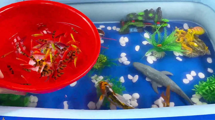 Let's explore what fish and sea creatures there are:sharks,jellyfish#goldfish#animals#viral videos