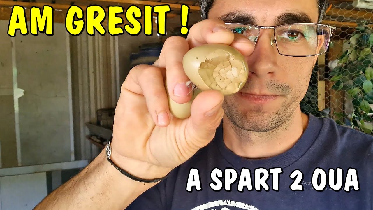 AM GREȘIT❗NU sunt ouă de rață.. sunt oua de fazan 🤣