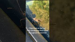 Your New House Guest  #Shorts Western Conifer Seed Bug Cleaning Its Legs And Antenna