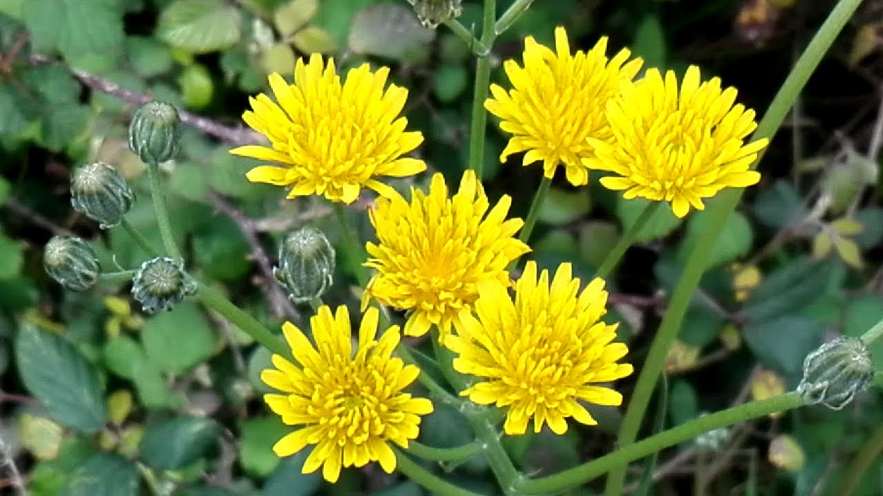 Crepis vesicaria (Crepis-dandelion)