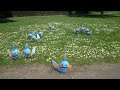 DÍA DE LA COMUNIDAD DE POKÉMON GO CON MUDKIP POR TODAS PARTES!