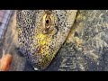 “Daily vlog 25”! #love #turtle #2026 #reptiles #newyearnewme #fun #cute #cuteanimal #lizard #life 