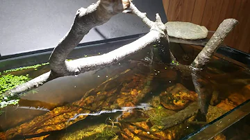 How do I stop my crayfish from escaping?