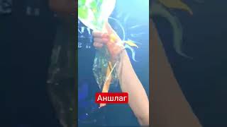 #БабкиныВнуки #Аншлаг