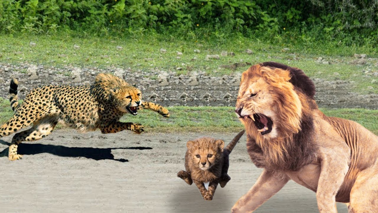 Fome Leao Caca Filhote De Chita Leao Caca Mae Chita Salvar Falha Youtube