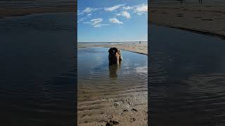 A LEONBERGER SPEAKS SOME SENCE FOR ONCE #dog #leonberger #beach #funny