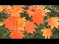 紅葉  唱歌         by たびぃ
