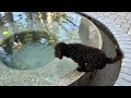 Lagotto Romagnolo Swimming and Zoomies at 6 Months