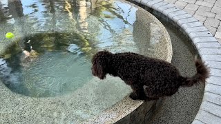 Swimming and Zoomies 6 Months | Lagotto Romagnolo