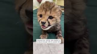 Wobbly Cheetah Cub Adorably Learns to Walk #Shorts