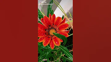 محمد عبده يازهور العشب 