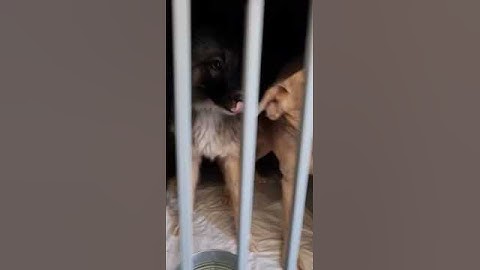 Дорога домой... Как долго они ждали в приюте