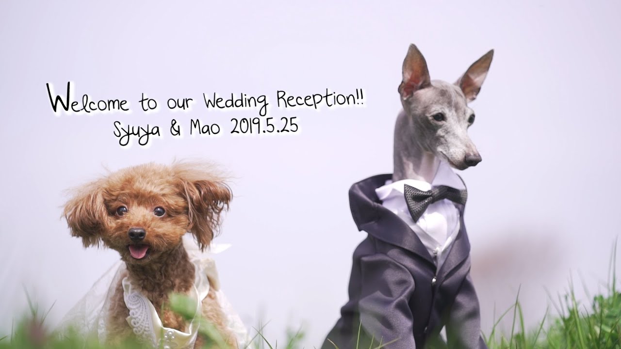 結婚式 オープニングムービー 二人のキューピットの愛犬 セントレジスホテル大阪 Tarofilm Youtube 結婚式 オープニングムービー 二人のキューピットの愛犬 セントレジスホテル大阪 Tarofilm Youtube