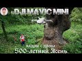 500-летний Ясень, с.Турчинцы. Кадры с дрона Dji Mavic Mini.