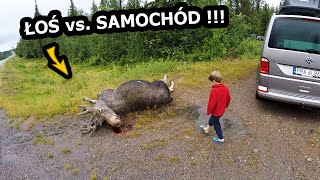 Ten Łoś Wpadł Pod Samochód - Uważajcie Na Drogach W Szwecji Wracamy Do Polski Vlog 