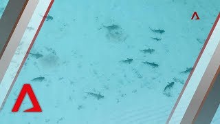 Sharks return to Thailand’s famous Maya Bay after tourist ban