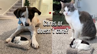 Mia and Barry react to a Fake Kitten Toy