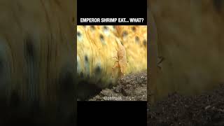 Emperor Shrimp eat... what?!