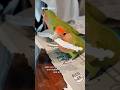 Почему попугаи-неразлучники добавляют бумагу в перья? #интересныефакты