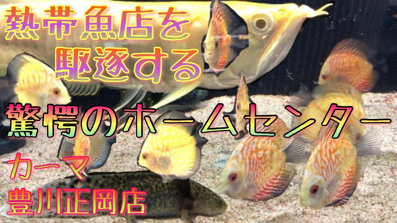 驚愕のラインナップ 熱帯魚店を超えたホームセンター カーマ豊川正岡店 Youtube